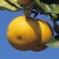 Vitamin C may help relieve gout symptoms according to recent research.