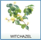 Witch Hazel is renowned as the most effective natural hemorrhoid treatment. Witch Hazel for hemorrhoids