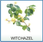 Witch Hazel for hemorrhoids